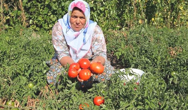 Yamanlar domatesi üretimi başladı