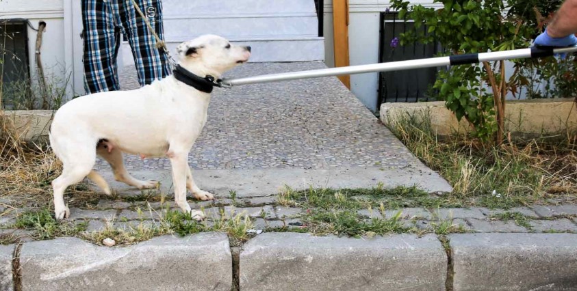 Buca'da şiddet gören köpeğe belediye sahip çıktı