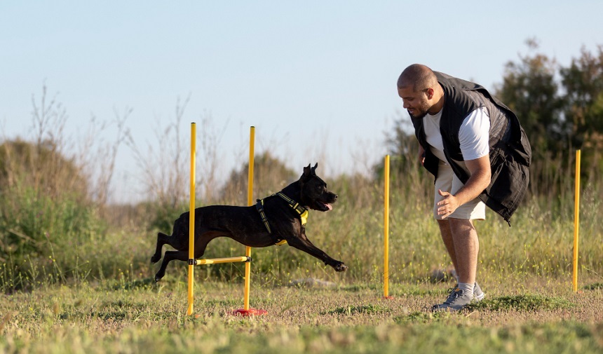 Köpek Eğitimi