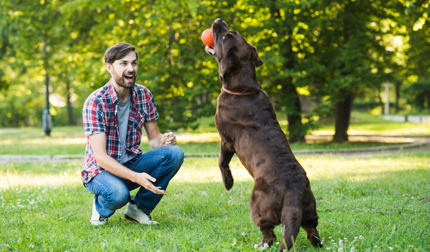 Köpek Eğitimi