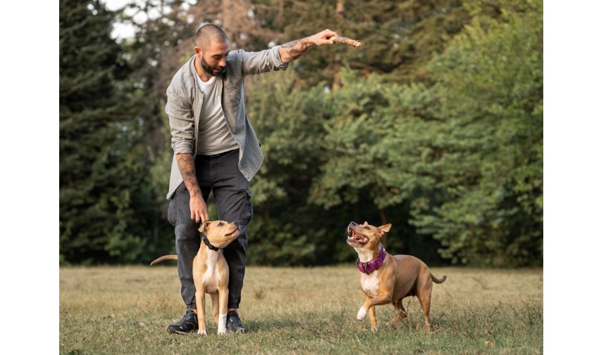 Köpek Eğitimi